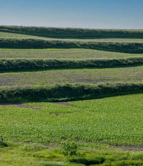 Grassed terraces following the contours of a cultivated farm field