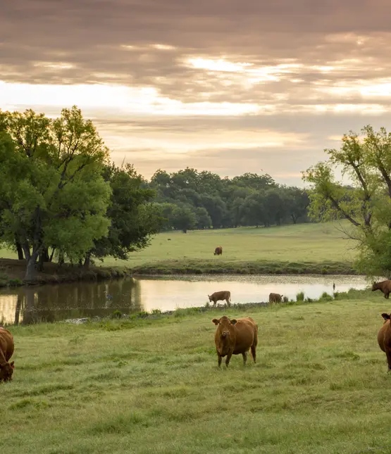 Cattle grazing beside a farm pond in a tree-lined pasture
