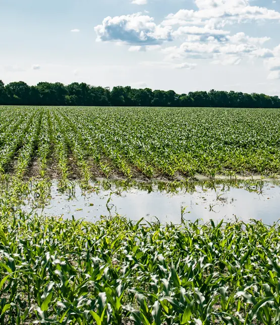 Standing water between rows of young corn in a farm field